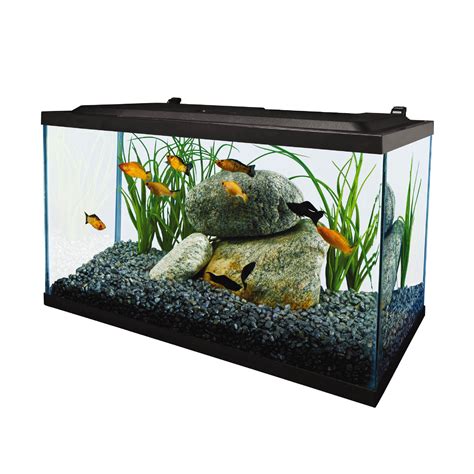 tetra fish|Complete LED Aquarium Kit 10 Gal .